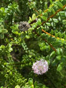 Image of Pimelea ferruginea Labill.