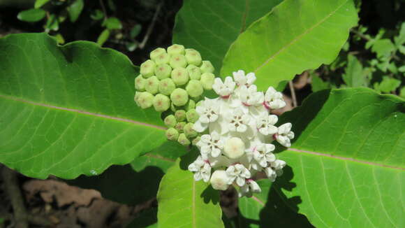 Image of redring milkweed