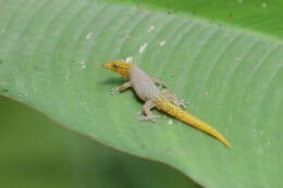 Image of Caribbean Least Gecko