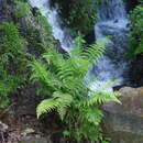 Image of Dryopteris oligodonta (Desv.) Pic. Serm.