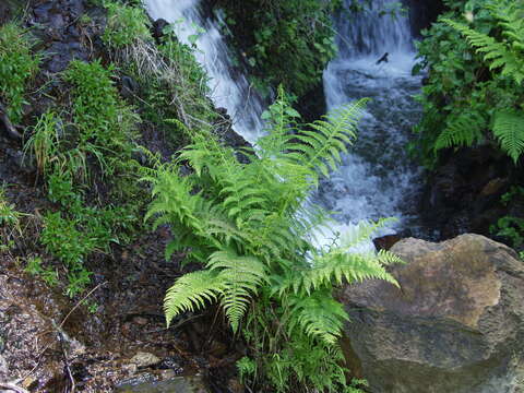 Dryopteris oligodonta (Desv.) Pic. Serm.的圖片