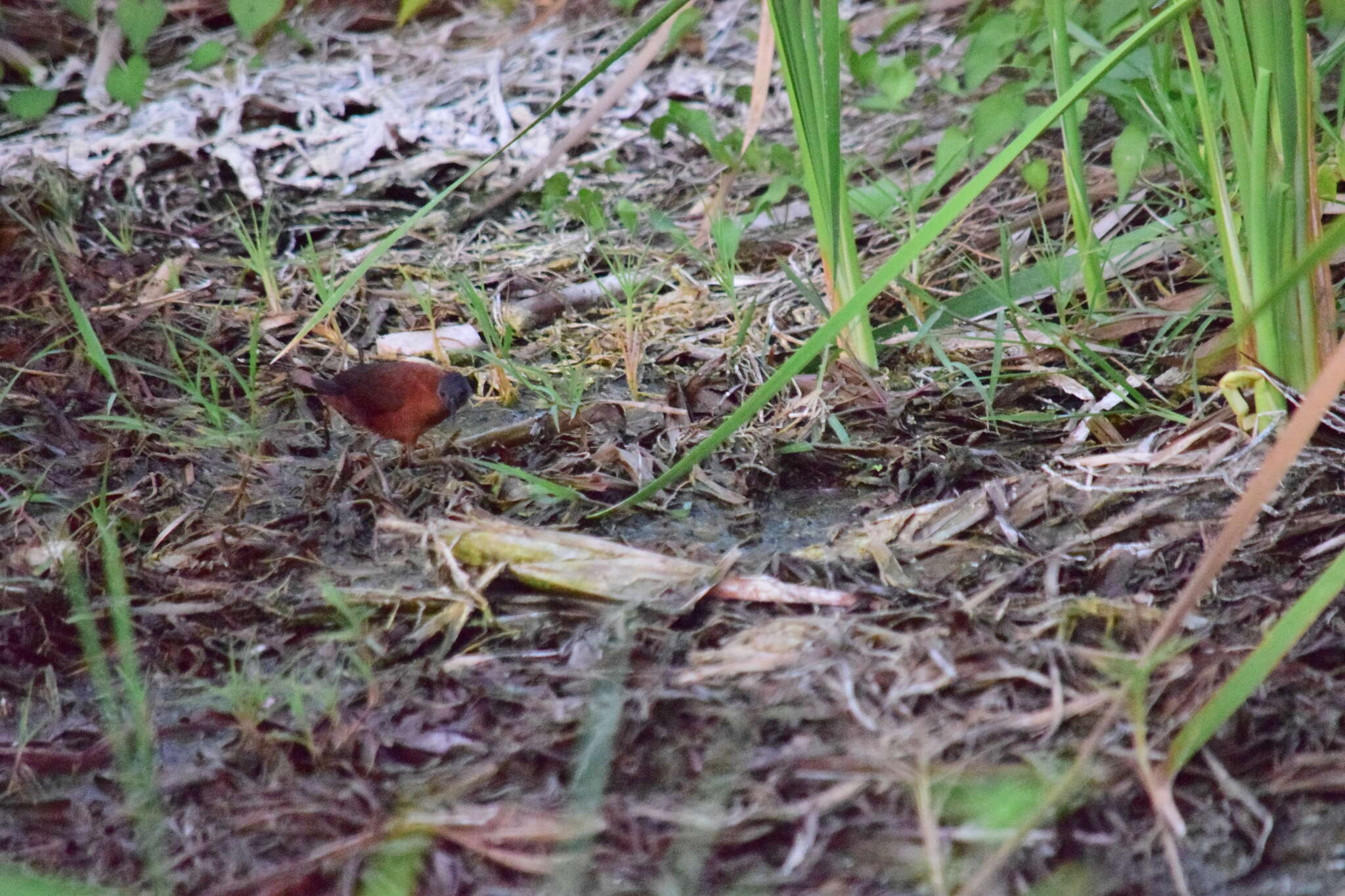 Image of Ruddy Crake