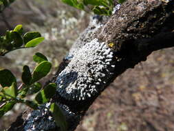 Image of rosette lichen