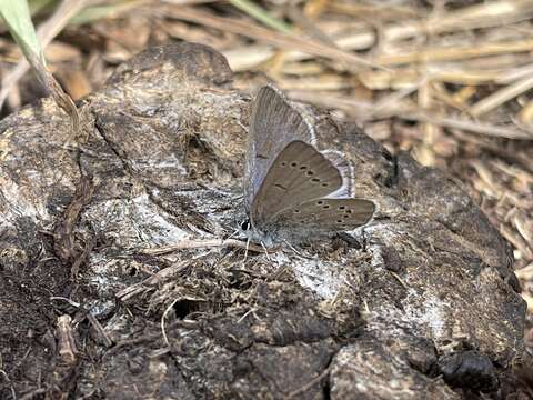 Imagem de Glaucopsyche lygdamus oro (Scudder 1876)