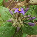 Image of Solanum vespertilio Ait.