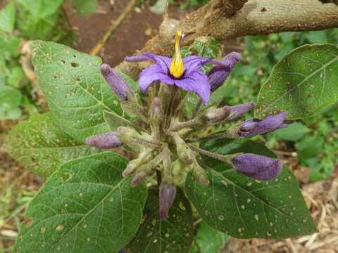 Image de Solanum vespertilio Ait.