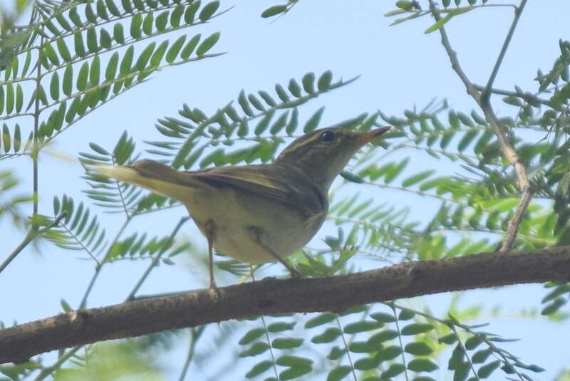 Imagem de Phylloscopus borealis (Blasius & JH 1858)