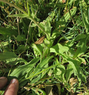 Image of twin arnica