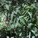 Jasminum urophyllum Hemsl.的圖片