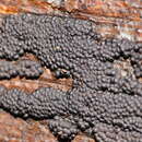 Image of Annulohypoxylon bovei (Speg.) Y. M. Ju, J. D. Rogers & H. M. Hsieh 2005