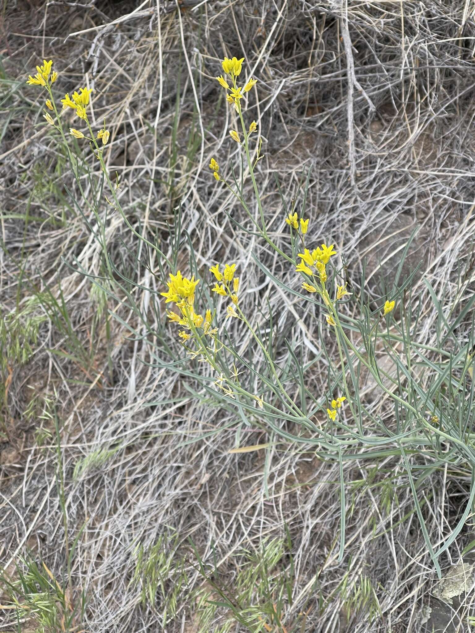 Image of flaxleaf plainsmustard