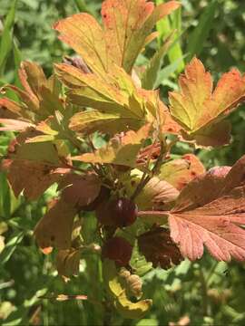 Image of hairystem gooseberry