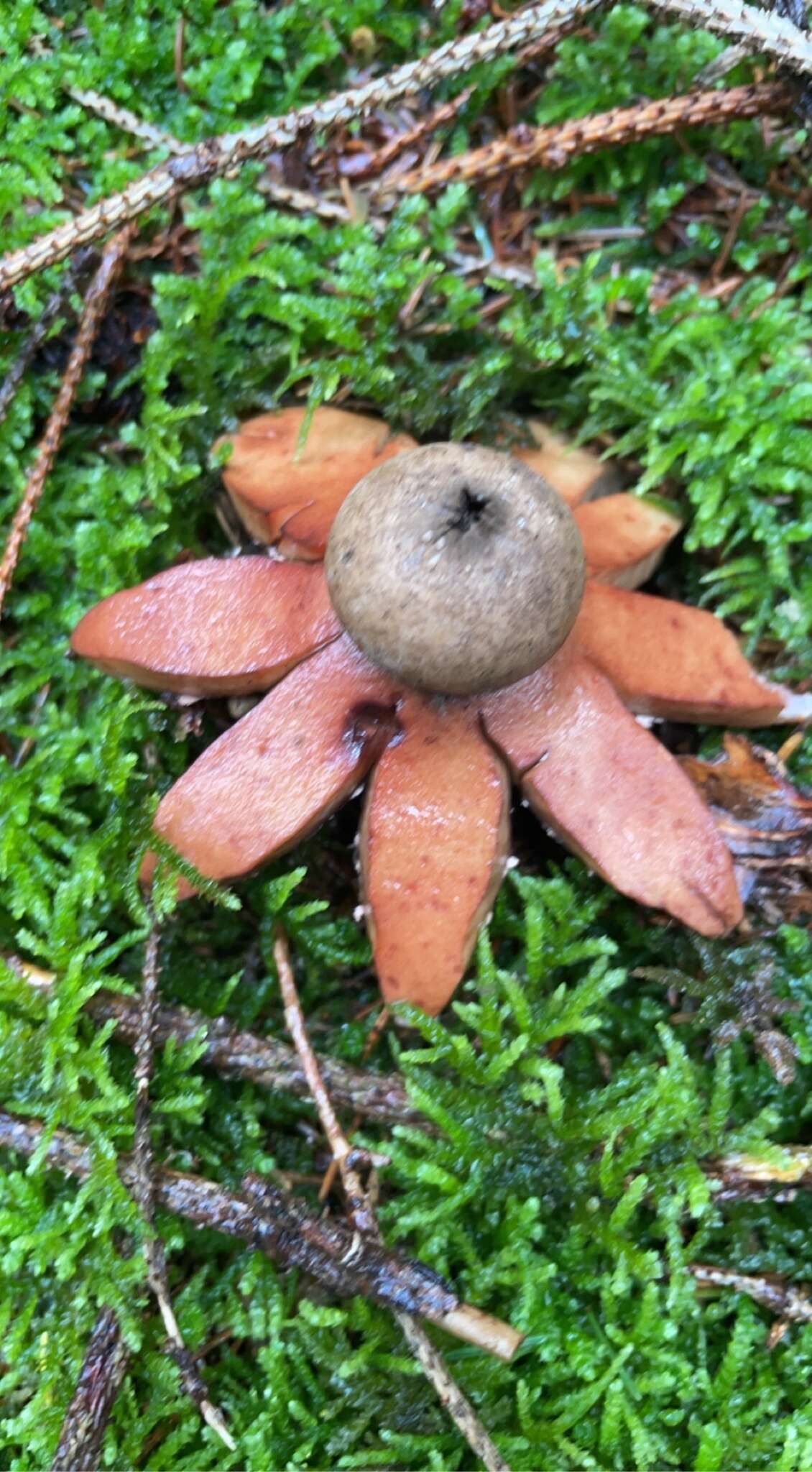 Image of Red-brown Earthstar