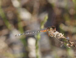 Image of Xanthagrion Selys 1876