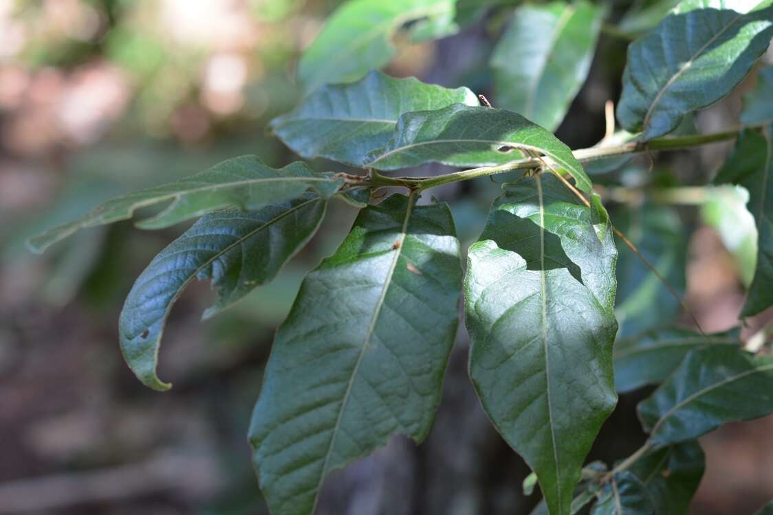 Imagem de Quercus crispipilis Trel.