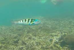 Image of Parrotfish