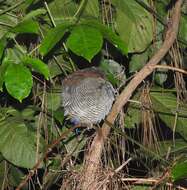 Image of Javan Banded Pitta