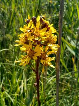 Image of Ligularia sibirica (L.) Cass.