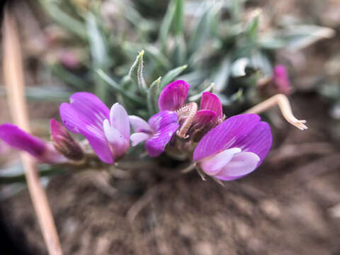 Imagem de Astragalus spatulatus Sheldon