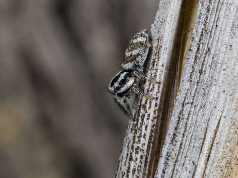 Image of Salticus tricinctus (C. L. Koch 1846)