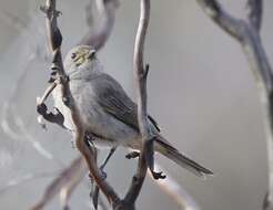 Pachycephala rufogularis Gould 1841 resmi