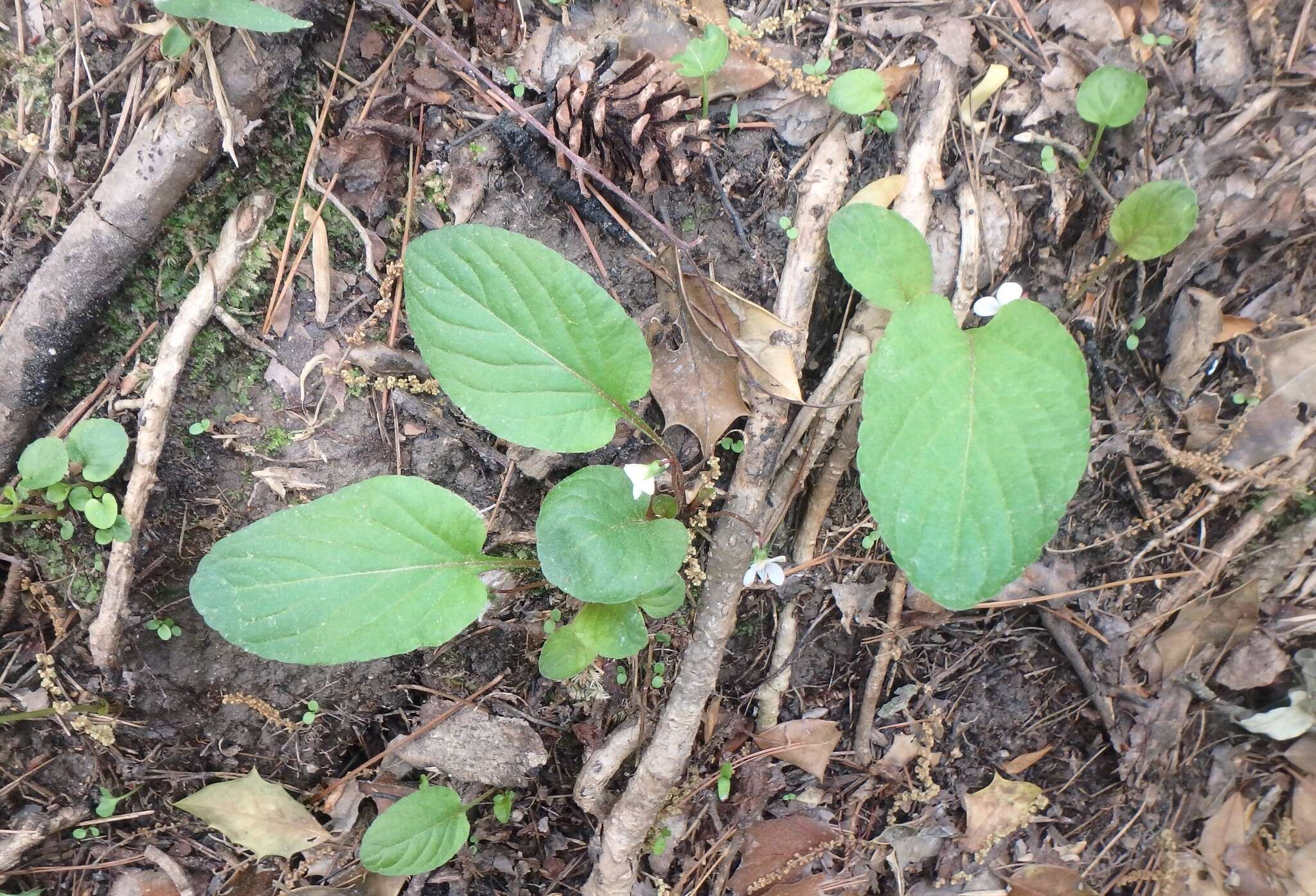 Image of Primrose leaved violet