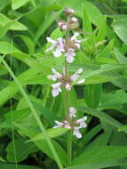 Image of Hairy Hedge-Nettle