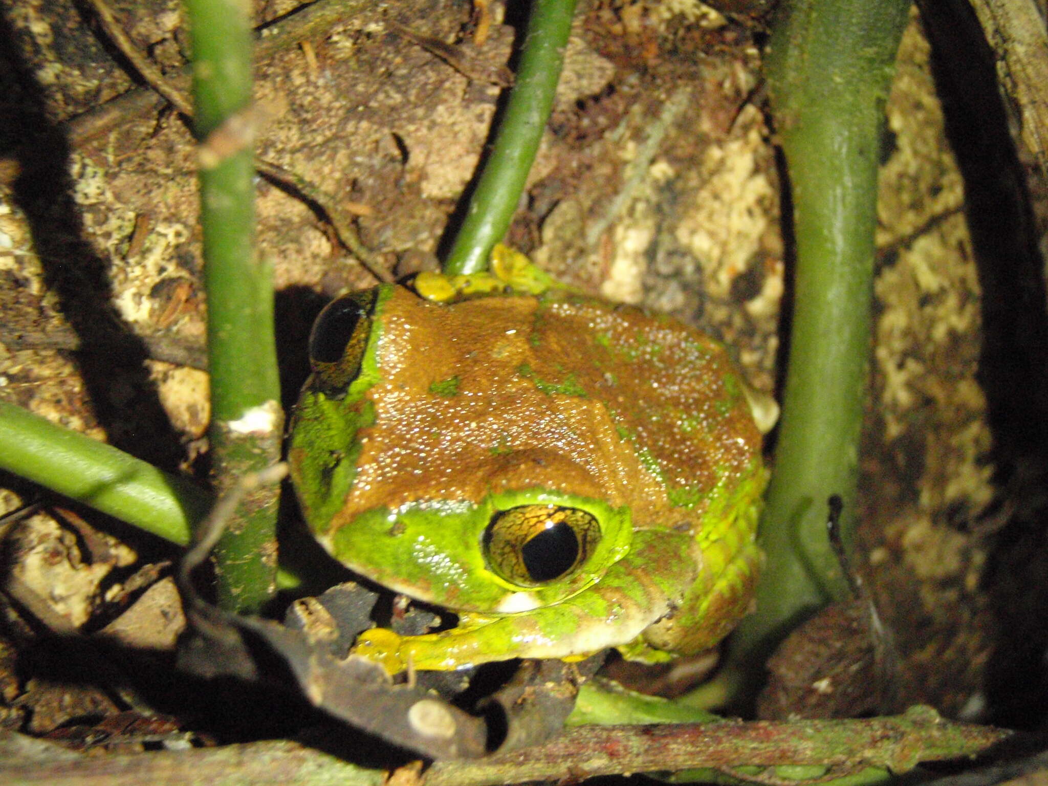 Image of Amani Forest Treefrog