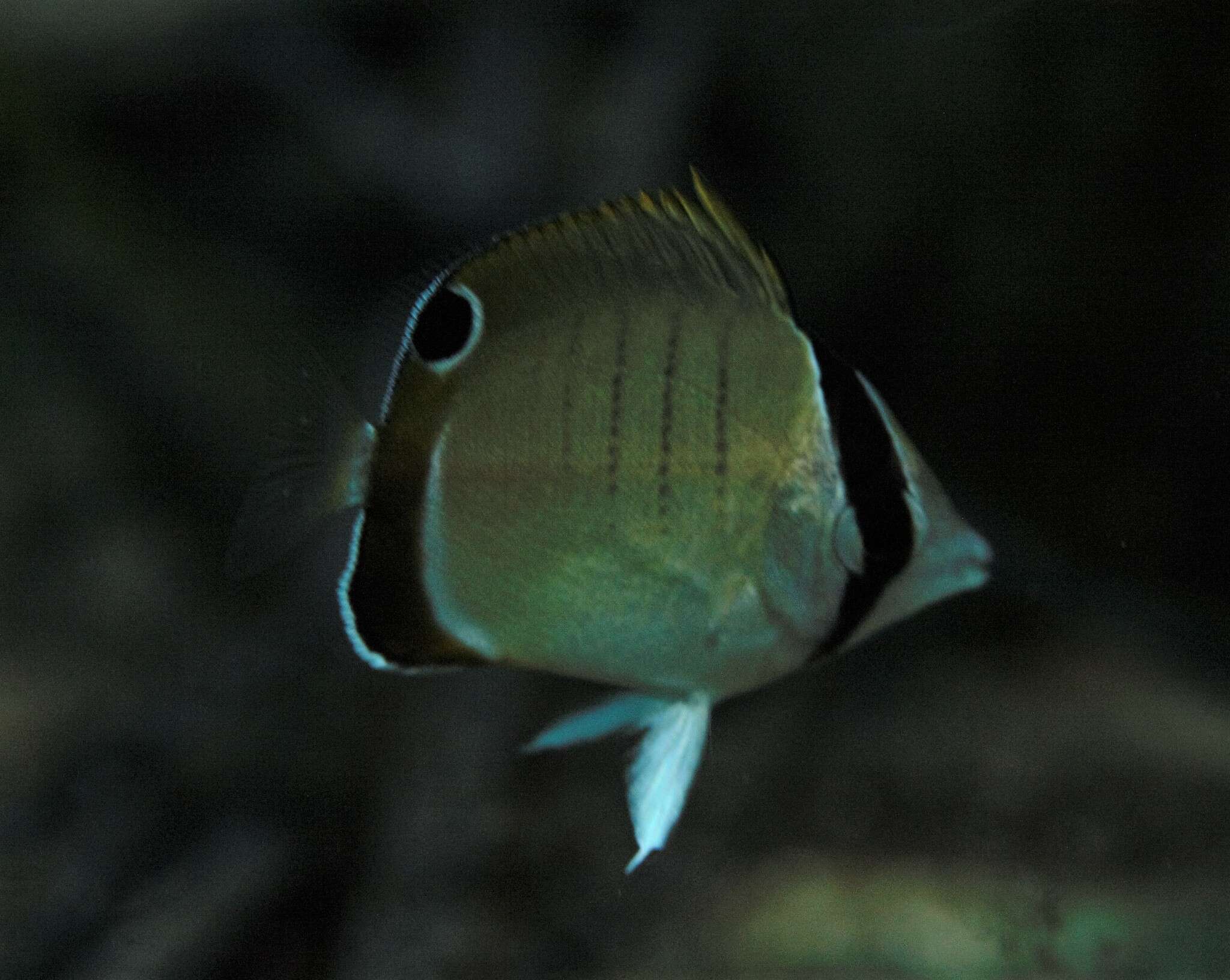 Image of Assarius Butterflyfish