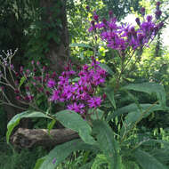 Vernonia gigantea (Walt.) Trel. ex Branner & Coville resmi