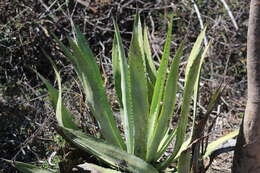 Plancia ëd Agave rhodacantha Trel.