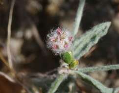 Image of cottony buckwheat