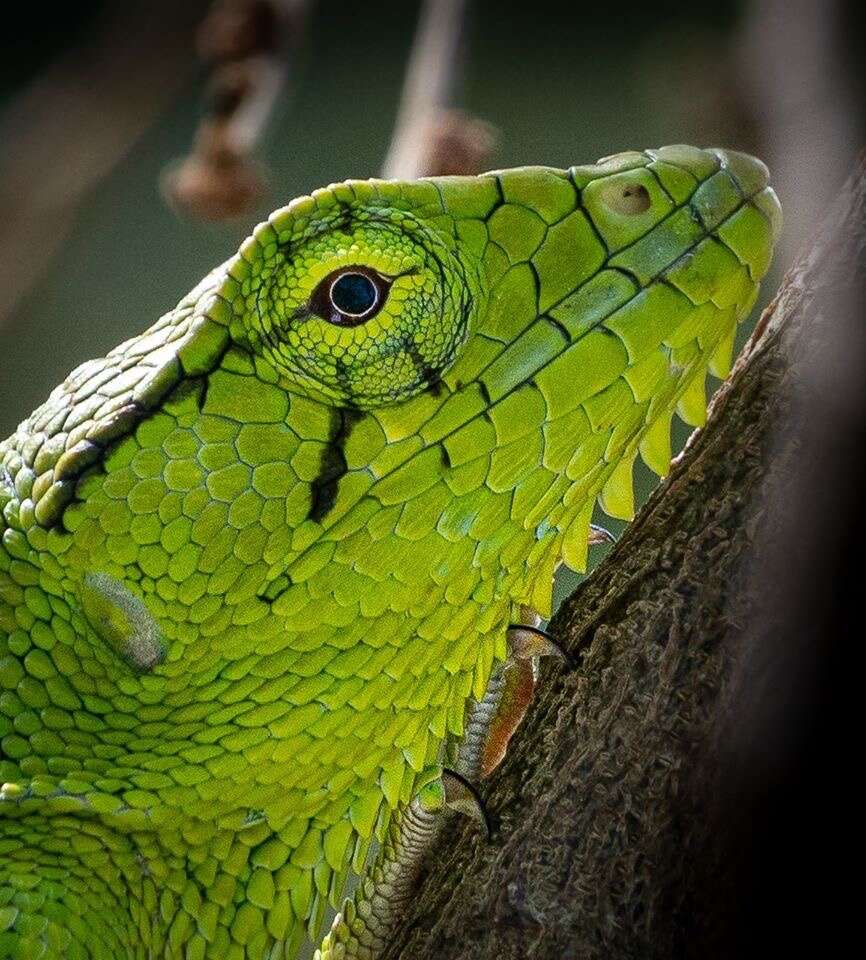 Plancia ëd Polychrus marmoratus (Linnaeus 1758)