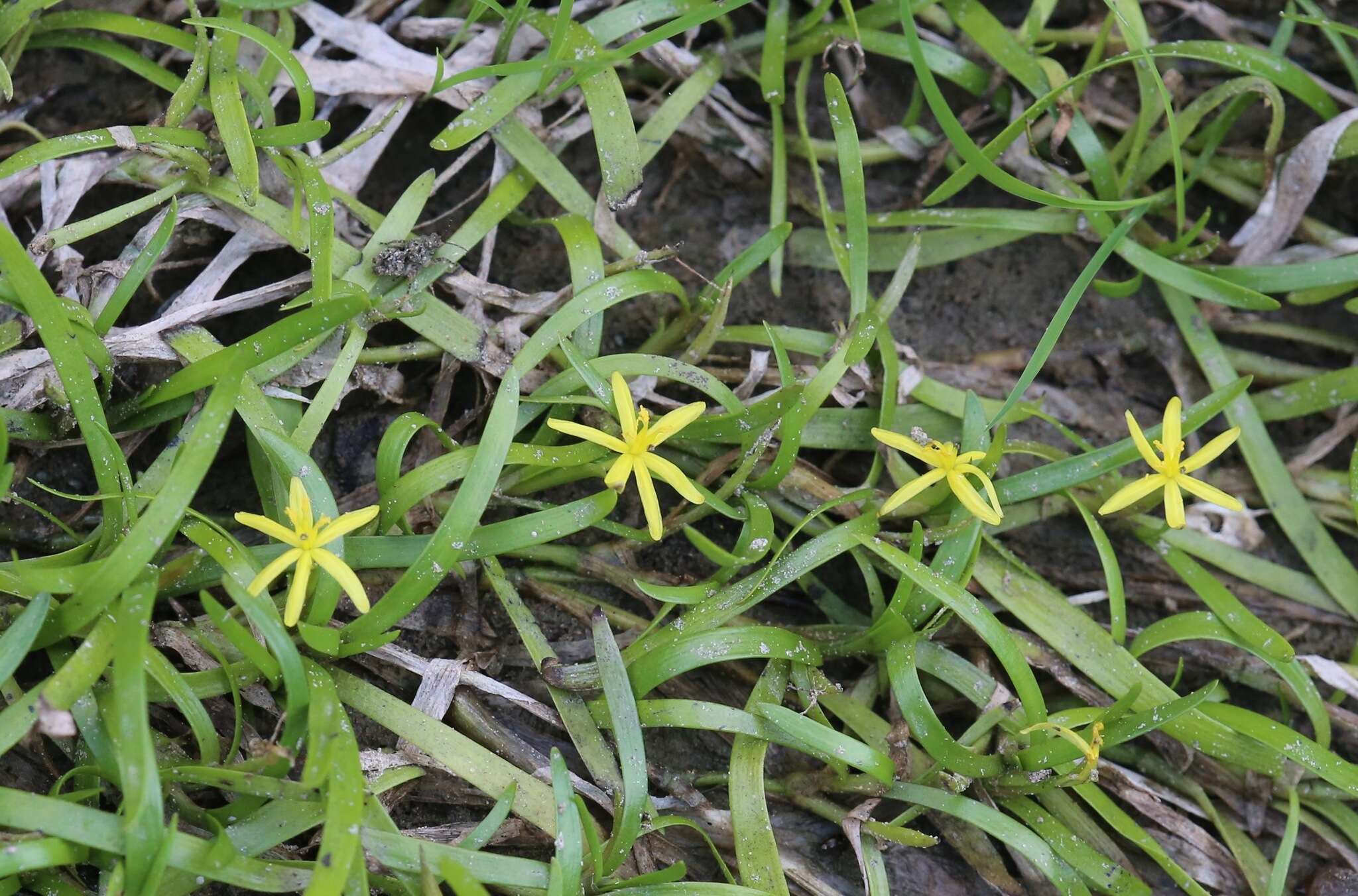 Image of grassleaf mudplantain