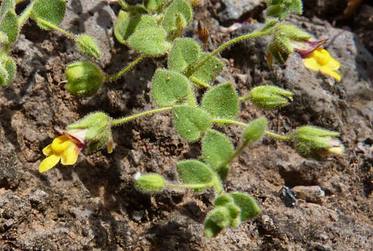 Image of Nanorrhinum elegans (G. Forst.) Ghebr.