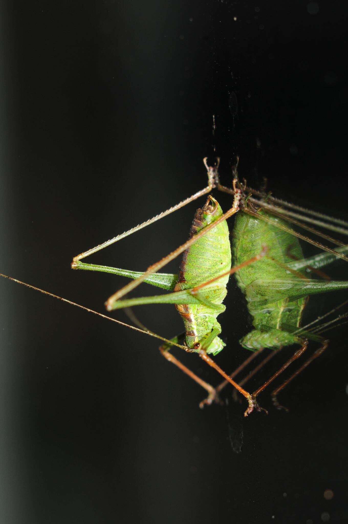 Image of speckled bush-cricket