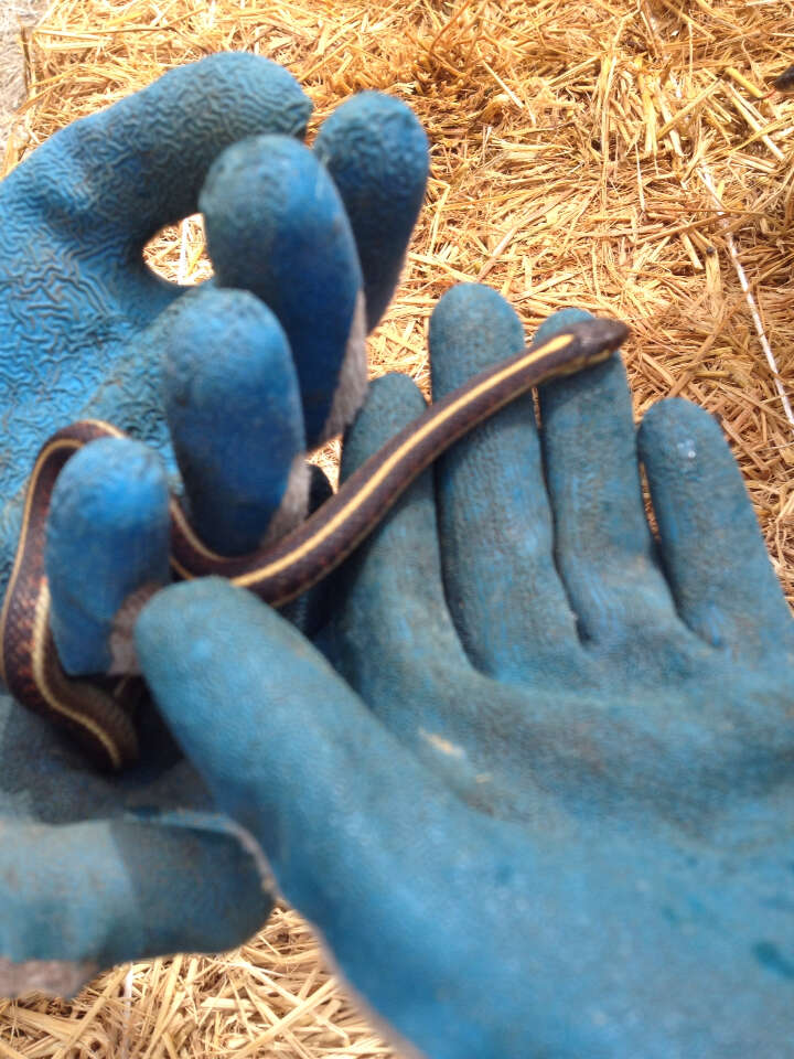 Sivun Thamnophis elegans (Baird & Girard 1853) kuva