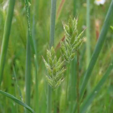 صورة Bromus hordeaceus subsp. hordeaceus