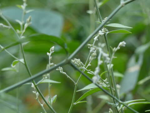 صورة Ouret sanguinolenta