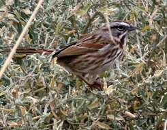 Image of Melospiza melodia montana Henshaw 1884