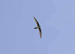 Image of Alpine swift