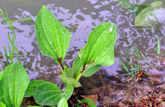 Image of Broadleaf Plantain