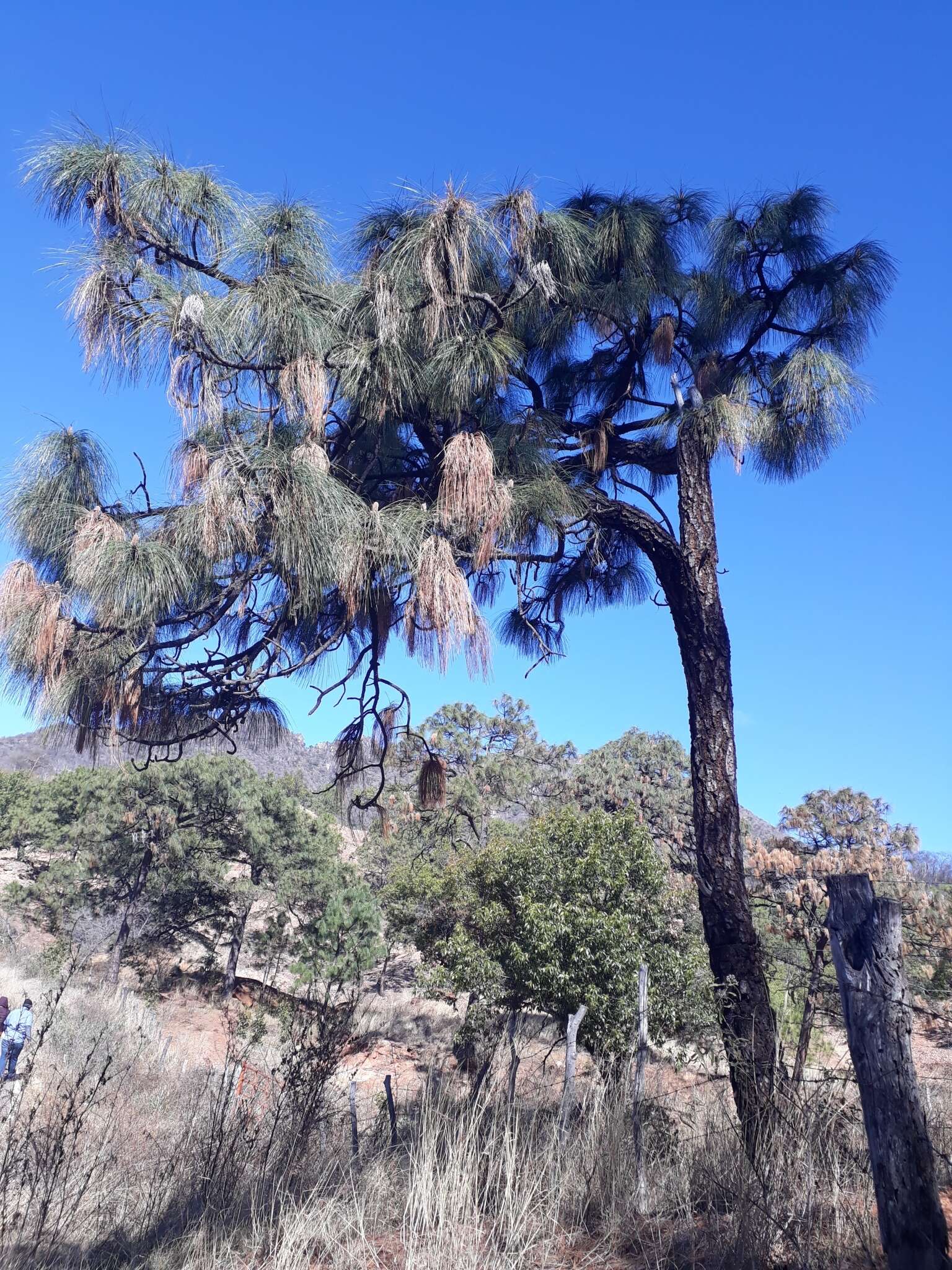 Image of Pinus pseudostrobus var. pseudostrobus