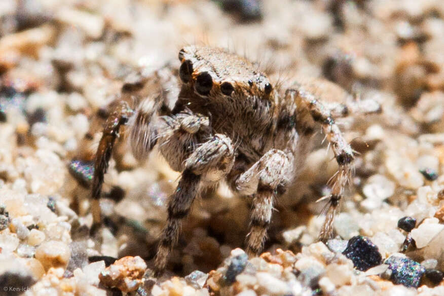 Image of Habronattus ustulatus (Griswold 1979)