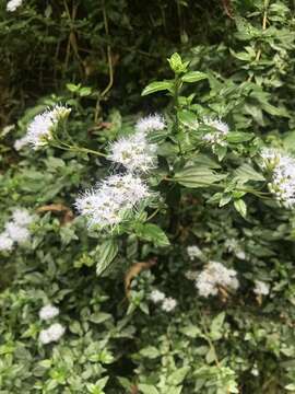 Image of Asplundianthus