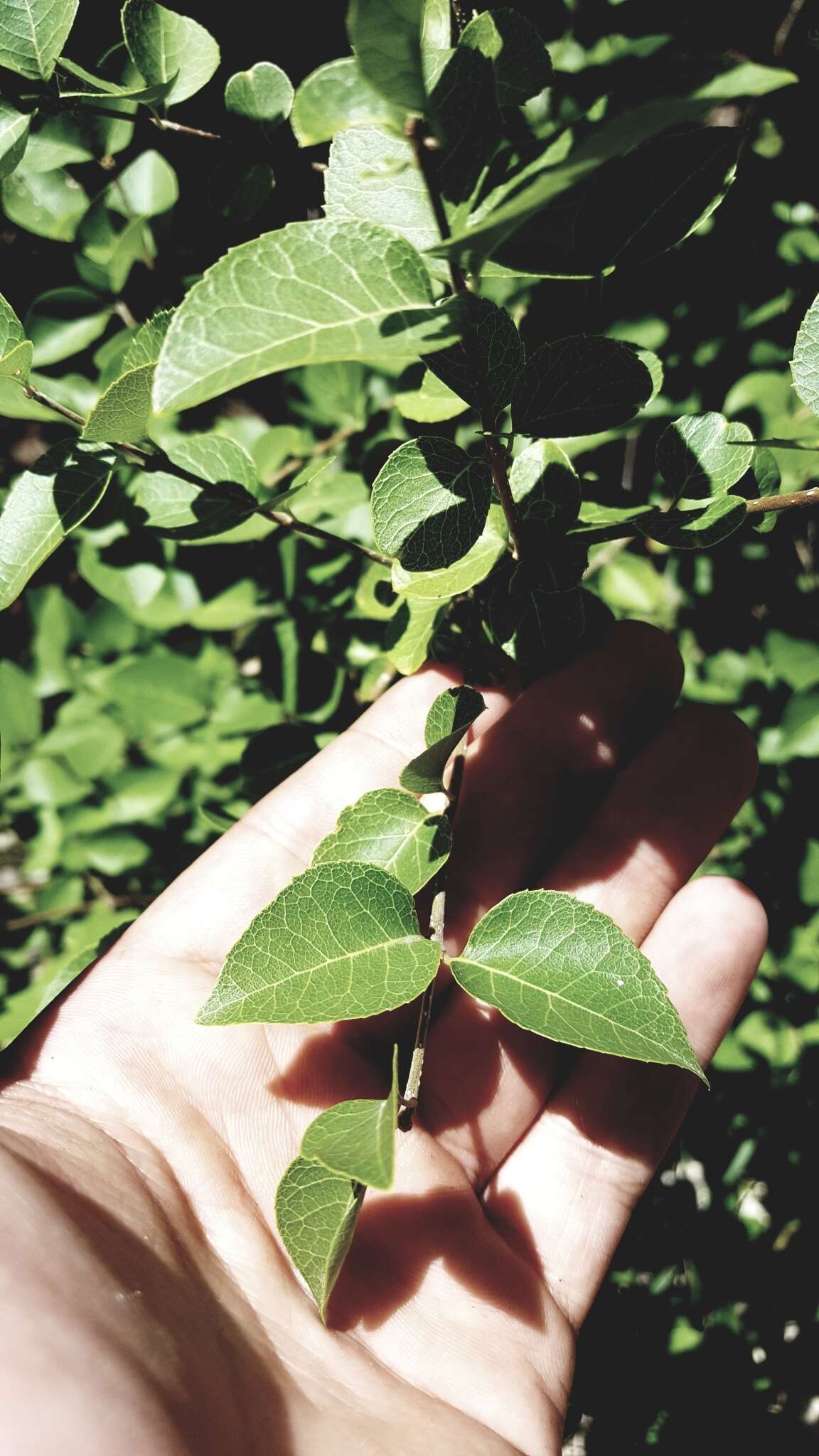 Слика од Forestiera reticulata Torr.