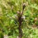 Image of Gentianella umbellata (M. Bieb.) Holub