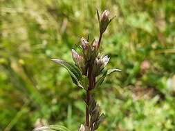 Imagem de Gentianella umbellata (M. Bieb.) Holub