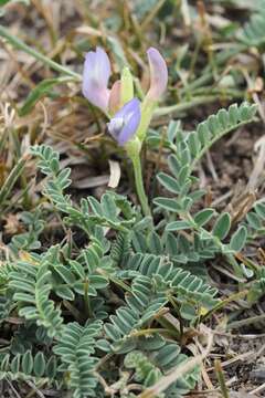 Imagem de Astragalus tibetanus Benth. ex Bunge