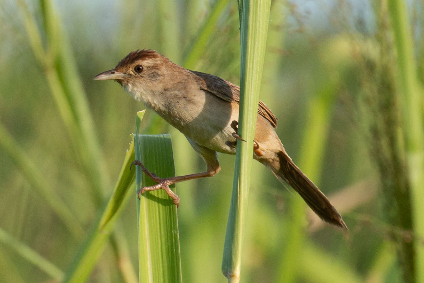 Image of Tawny Grassbird